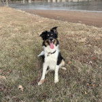 Un Ski-Border au pelage tricolore, assis sur une surface herbacée et portant un collier autour du cou