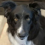 Un Ski-Border au pelage bicolore, regardant la caméra