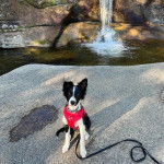 Un Ski-Border au pelage bicolore, assis sur un rocher et portant un harnais 