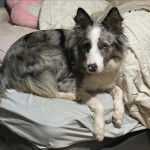 Un Ski-Border au pelage bicolore, allongé sur un canapé et regardant la caméra 