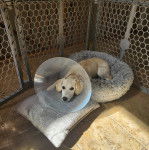 Un Ski-Border au pelage bicolore, allongé dans un panier et portant un carcan