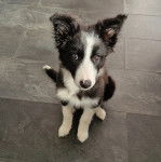 Un Ski-Border au pelage bicolore, assis sur un sol carrelé et regardant la caméra 