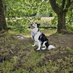 Un Ski-Border au pelage bicolore, assis sur une surface herbacée et portant un harnais 