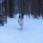 Un Ski-Border au pelage bicolore, courant sur une surface enneigée