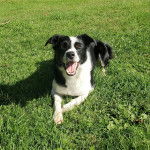 Un Ski-Border au pelage bicolore, allongé sur une surface herbacée et ayant la gueule ouverte 