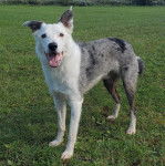 Un Ski-Border au pelage bicolore, allongé sur une surface herbacée et ayant la gueule ouverte 