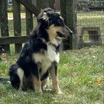 Un Ski-Border au pelage bicolore, assis sur une surface herbacée et portant un collier autour du cou