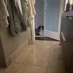 Un Ski-Border au pelage bicolore, allongé dans une pièce et regardant la caméra