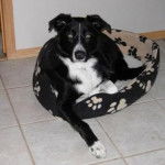 Un Ski-Border au pelage bicolore, allongé dans un panier et regardant la caméra 