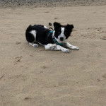 Un Ski-Border au pelage bicolore, allongé sur une surface sableuse et portant un harnais 