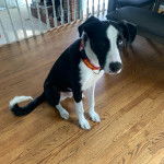 Un Ski-Border au pelage bicolore, assis sur un plancher et portant un collier autour du cou 