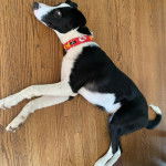 Un Ski-Border au pelage bicolore, allongé sur un plancher et portant un collier 