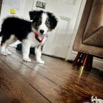 Un chiot Ski-Border au pelage tricolore, debout sur un plancher et regardant la caméra 