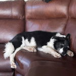 Un Ski-Border au pelage bicolore, allongé sur un canapé et semblant dormir 