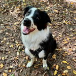 Un Ski-Border au pelage bicolore, assis sur un sol jonchés de feuilles mortes et portant un harnais 