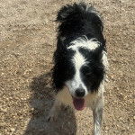 Un Ski-Border au pelage bicolore, debout sur une surface rocailleuse et tirant la langue 