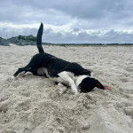 Un Ski-Border au pelage bicolore, allongé sur une surface sableuse et semnlant jouer