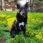 Un Ski-Border au pelage bicolore, assis sur une surface herbacée et regardant la caméra 
