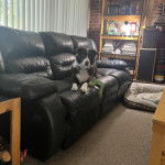 Un Ski-Border au pelage bicolore, allongé sur un canapé et regardant la caméra 