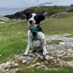 Un Ski-Border au pelage bicolore, ayant la gueule ouverte et portant un harnais 