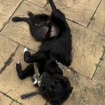 Un Ski-Border au pelage bicolore, allongé sur un sol carrelé et portant un harnais 