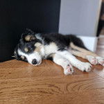 Un Ski-Border au pelage tricolore, allongé sur un plancher et semblant dormir 