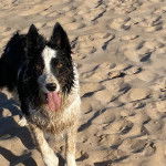 Un Ski-Border au pelage bicolore, sur une surface sableuse et ayant la langue pendante 