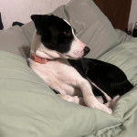 Un Ski-Border au pelage bicolore, allongé sur un canapé et portant un collier autour du cou 