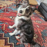 Un Ski-Border au pelage bicolore, assis sur une moquette et ayant la gueule ouverte 