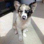 Un chiot Ski-Border au pelage tricolore, assis sur un sol carrelé et regardant la caméra 