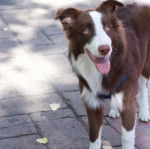 Un Ski-Border au pelage bicolore, sur une surface herbacée et tirant la langue 