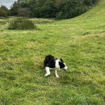 Un Ski-Border au pelage bicolore, marchant sur une surface herbacée et portant un harnais 