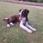 Un Ski-Border au pelage bicolore, allongé sur du gazon synthétique et portant un collier autour du cou