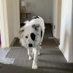 Un Ski-Border au pelage bicolore, marchant et regardant la caméra 