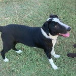 Un Ski-Border au pelage bicolore, sur une surface herbacée et portant un collier autour du cou 