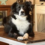 Un Ski-Border au pelage bicolore, allongé sur une table et regardant la caméra 