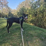 Un Ski-Border au pelage bicolore, sur une surface herbaée et qui est tenu en laisse 