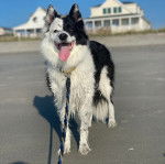 Un Ski-Border au pelage bicolore, se tenant à quatre pattes sur une surface terrassée et qui est tenu en laisse