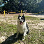 Un Ski-Border au pelage bicolore, assis sur une surface herbacée et tirant la langue 