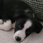 Un Ski-Border au pelage bicolore, allongé sur un tapis et regardant la caméra 