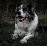 Un Ski-Border au pelage bicolore, allongé sur une surface herbacée et ayant la gueule légèrement ouverte