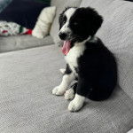 Un Ski-Border au pelage bicolore, assis sur un canapé et ayant la langue pendante 