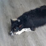 Un Ski-Border au pelage bicolore, allongé sur un plancher et regardant la caméra 