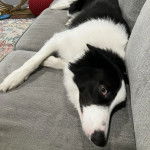 Un Ski-Border au pelage bicolore, allongé sur un canapé et semblant détendu 