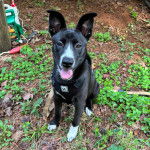 Un Ski-Border au pelage bicolore, assis sur une surface herbacée et portant un harnais 