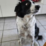 Un Ski-Border au pelage bicolore, assis dans une cuisine et semblant détendu 