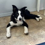 Un Ski-Border au pelage bicolore, allongé sur un sol carrelé et portant un collier autour du cou 