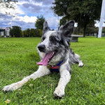 Un Ski-Border au pelage bicolore, allongé sur une surface gazonnée et portant un harnais 