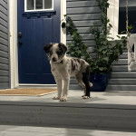 Un chiot Ski-Border au pelage bicolore, sur un porche d'entrée et portant un collier autour du cou 