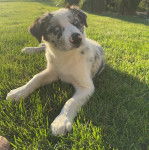 Un Ski-Border au pelage bicolore, allongé sur une surface gazonnée et semblant détendu 